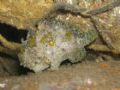 Frogish with amazing eye.Took a while to spot the little bugger. Muck diving in Tufi, PNG.