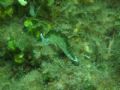 This picture has not been tampered with. The black line on the nudibranch gives it a great 3D effect. This was taken in Borneo.