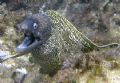 This murey was in the same region with the octapus I uploaded yesterday. Mabe she was the one that bite the octapus. Shot with cacon cp93, on a freedive ofcourse