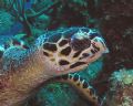 Go ahead, take my picture. I'll just be grazing on the corals :)