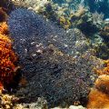 Catfish school - Bunaken Island