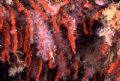 coral rubrum wonderfull colony of red coral