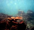 Paradise Reef