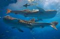 The whalesharks at Churaumi Public Aquarium, Okinawa, Japan are being feed each day at 3:00 PM. Then it is possible to get this kind of image of them. Canon EOS 5D.