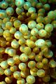 Bubble sea anemone, Entacmaea quadricolour, on a japanese coral reef(Okinawa. Olympus 5060.