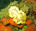 Taken in Lembeh, (site: Makawide II) in Nov 2006.