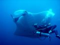 Diver and Manta - Hin Daeng near Phi Phi Islands