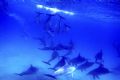 Dolphins in the Bay