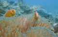 Clownfish
Off Nagini Island, Fiji
