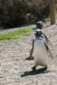 which way to the fish shop?