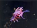 Flabellina affinis in the Mediterranean sea (-26 mt) - Nikonos V whit macrotubes 1:1 and Ikelite 100 strobe.