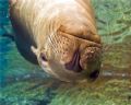 Female sea lion sleeping at the surface at Los Islotes in the Sea of Cortez. She was resting there, so I swam up close to her with may 10-22 and captured this shot inches from her nose.