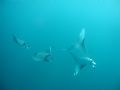 Three Mantas
