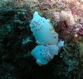 Glossodoris Sedna Nudibranch x 2

Sometimes called the Sea Goddess's Tounge