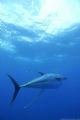 Yellow fin tuna crusing 50km out to sea of Cape Point, Cape Town. Freediving, natural light.