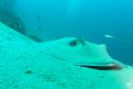 Sink To My Level

Cortez Sting Ray in the sand