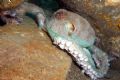 Octopus in his Lair, Making for the Back Door - The octopus did not like us poking the camera in at him. He seemed to get angry with red showing around his eye. He made his move to crawl out the back entrance of his home that we were invading.