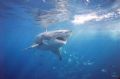 Great white. 20mm lense