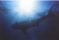 Strong and majestic. A great white off of Isla de Guadelupe