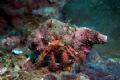 Hermit Crab (Dardanus megistos) - Sitting at the forward edge of his nook in the Great Wall part of the Wreck Point site on the Taiwan NE Coast, this fellow can survey what happens on the nearby sandy bottom that extends from the bottom of the wall.