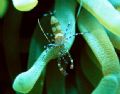 Beautiful coloured anemone shrimp.
A difficult picture to take, because the shrimp was always faster then my camera.