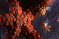 Slightly abstract shot of a starfish on a soft coral.
