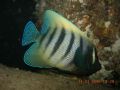 malaysia/pulua tioman dive night