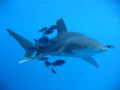 Oceanic Reef Shark with Pilot fish
