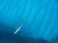 yellowtail snapper from above