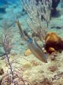 just squid, Olympus 8080WZ, no strobo