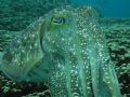 photo taken in malaysia /tioman