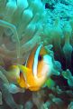 Anemonefish - Relaxed encounter during SDI Solo Diver commencement dive, believe this one found me less threatening since I was not part of a herd of loud bubbly neoprene-clad scary things; may be rethinking whether to be afraid after being strobed.