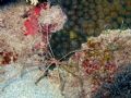 Arrow Crabs
