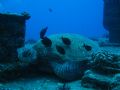 Turtle Cleaning Station - Off Oahu, Hawaii