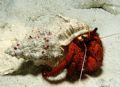 Hermit Crab on a night dive. Taken with a Sony 828 and D200 Strobe