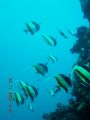 photo taken at phuket