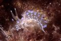 nudibranch giannutri island Tuscania region Italia