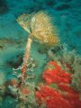  Sabella spallanzanii