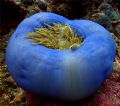 Anemone, 15 meter deep, very good light, pic taken in Palau, Micronesia


