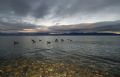 Geese on Lake Tahoe at dusk. Nikon D2X w/12-24 wide angle, SB-800 strobe.