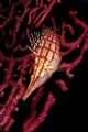 Hawkfish
Nikonos RS - 50mm macro - 2 sea&sea 350
