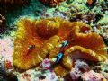 anemonefish family, taken on the great barrier rees, nikon coolpix 3100 with no strobe