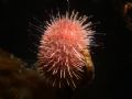the echinoid Pseudechinus magellanicus feeding on the browan algae Lessonia sp. taken at the Straits of Magellan, Chile