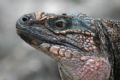 Marine Iguana, Exumas Land & Sea Park
September, 2006