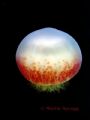 A festive canonball jellyfish