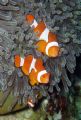 False Clown Anemonefish Household - The entire household of three seemed interested, although the little one seemed somewhat shy down there hanging out the bottom