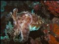 Cuttlefish taking it easy