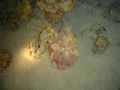 i took this photo at night dive with sony-syber-shot.nov-2006