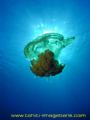 Meduse