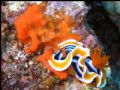 Nudibranch taking it easy!